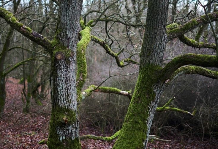 Fractal patterns can be found throughout the natural world Fractal patterns can be found throughout the natural world